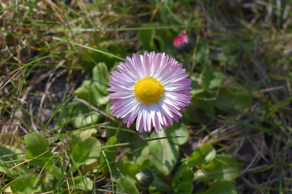 Közelkép Egy Százszorszép Virágról Zöld Füves Mezőn — Stock Fotó