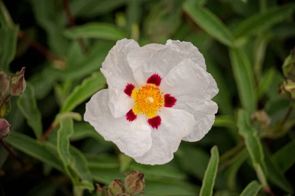 Nad Głową Cistus Ladanifer Lub Bardziej Powszechnie Znany Jako Kwiat — Zdjęcie stockowe