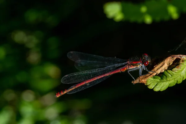 Eine Große Libelle Auf Einer Grünen Pflanze — Stockfoto