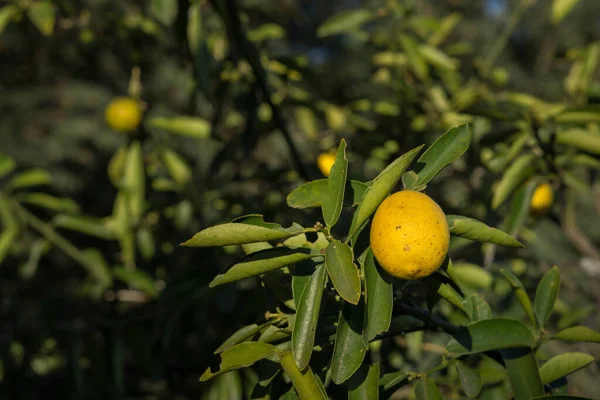 Colpo Centro Selettivo Limone Maturo Giallo Albero Sotto Una Luce — Foto Stock