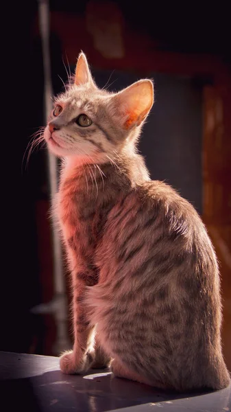 Portrait Beautiful Striped Cat — Stock Photo, Image
