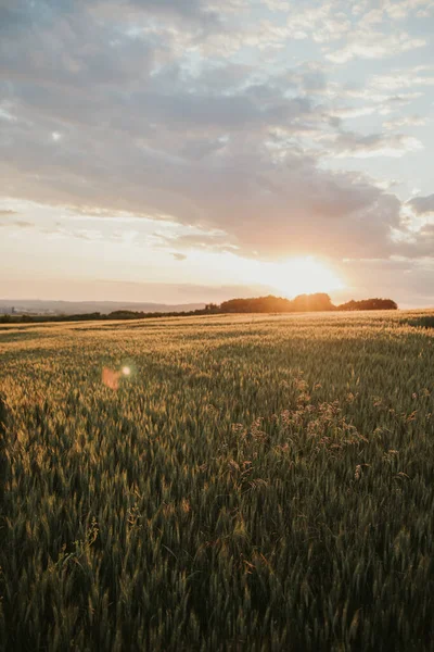 Вертикальный Снимок Яркого Золотого Солнца Сияющего Пышном Пшеничном Поле Облачном — стоковое фото