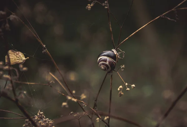 나뭇가지 기어다니는 달팽이의 — 스톡 사진