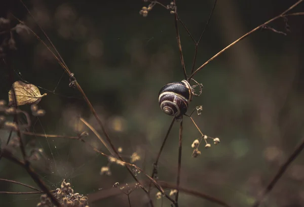 Tiro Perto Caracol Rastejando Galho — Fotografia de Stock