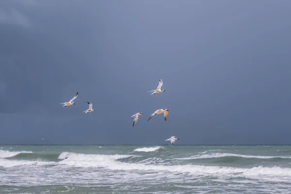 Bel Colpo Gabbiani Che Sorvolano Mare Tempestoso Sullo Sfondo Del — Foto Stock