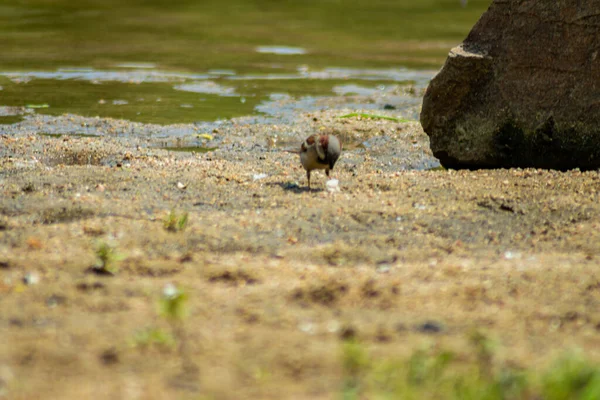 Nahaufnahme Eines Vogels Auf Dem Boden Der Nähe Des Steins — Stockfoto