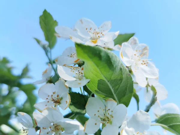 Крупним Планом Білі Квіти Яблуні Зеленим Листям — стокове фото