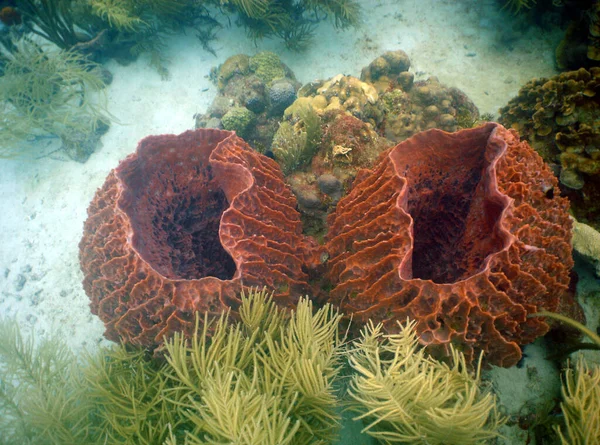 Природний Вид Прекрасні Корали Під Глибоким Морем — стокове фото