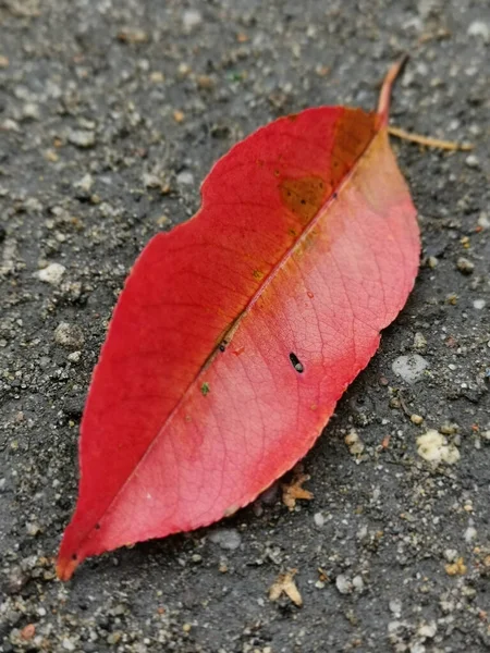 地面に赤い木の葉の選択的な焦点ショット — ストック写真