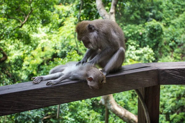 Mono Madre Que Quita Los Piojos Del Pelo Del Niño — Foto de Stock