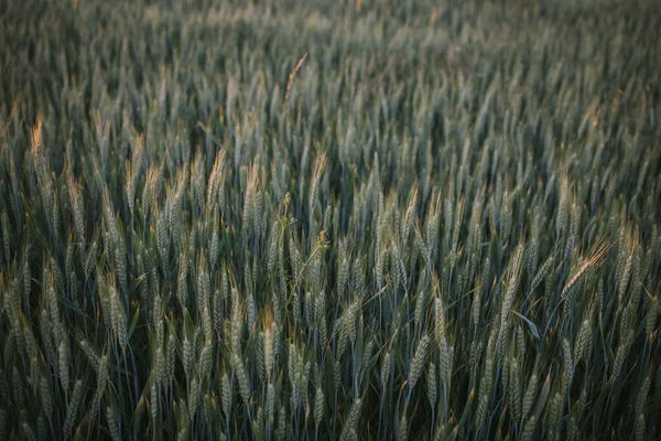 Dark Field Green Wheat Sunset Countryside — Stock fotografie