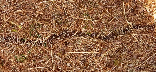 Primer Plano Hierba Seca Creciendo Suelo — Foto de Stock