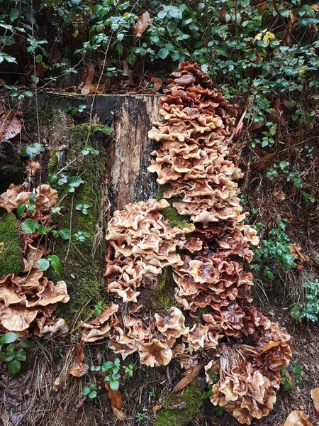 Vertical Shot Exotic Fungus Grown Trunk Tree Forest — Stock Photo, Image