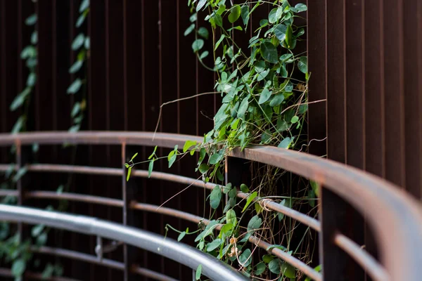 Selective Focus Metal Railings Crawling Vine Plants — Stock Photo, Image