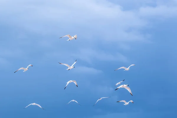Hermoso Tiro Gaviotas Volando Sobre Fondo Del Cielo Azul Nublado — Foto de Stock