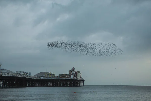 Une Vue Spectaculaire Troupeau Oiseaux Survolant Jetée Par Une Journée — Photo