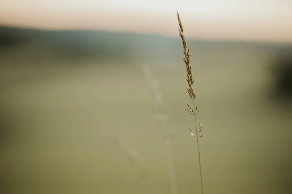 Closeup Shot Single Wheat Flower Blurred Background Countryside — Stock fotografie