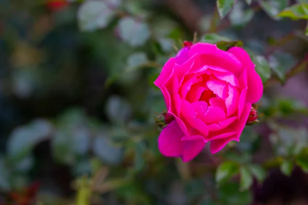 Накладний Знімок Рожевої Троянди Зеленим Листям Фоні — стокове фото