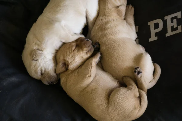 Top View Three Cute Newborn White Brown Puppies Sleeping Peacefully — Fotografia de Stock