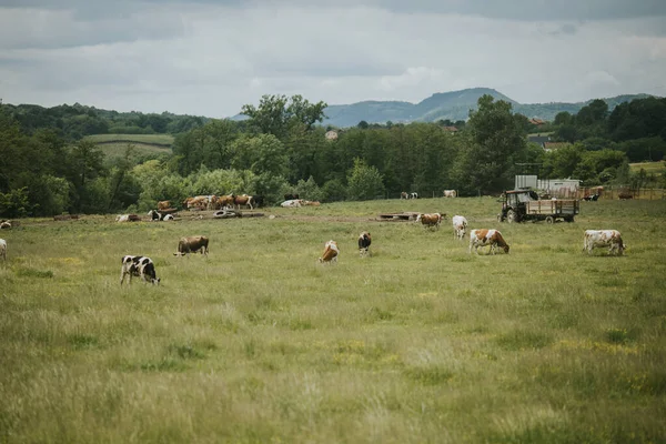 Herd Cattle Grazing Meadow — Stock fotografie