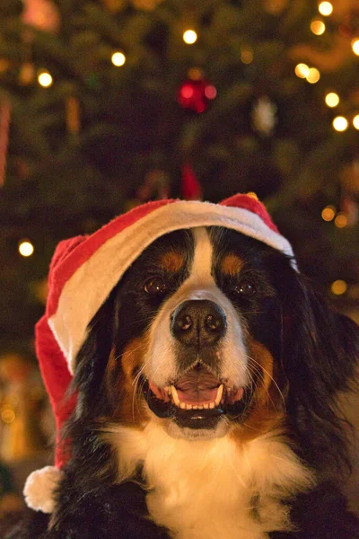 Ein Süßer Schäferhund Mit Weihnachtsmütze Hause — Stockfoto