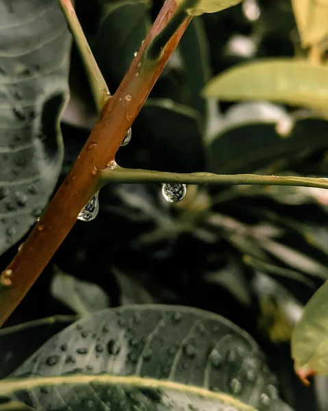 Colpo Verticale Gocce Acqua Appeso Una Pianta — Foto Stock