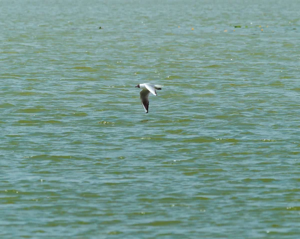 Selective Focus Shot Seagull Flight Water — Stock Photo, Image