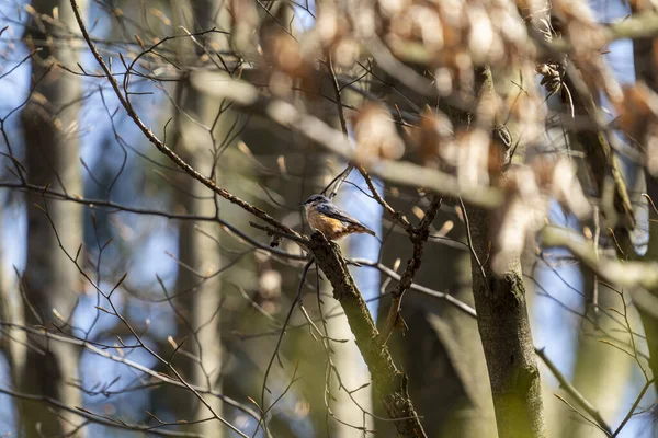 Вибірковий Знімок Фокусу Маленької Спільної Горіхової Птиці Просочується Гілці Дерева — стокове фото