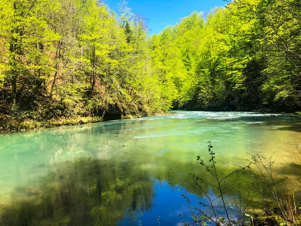 Closeup Shot Trees Reflecting Clear River Forest — Stockfoto