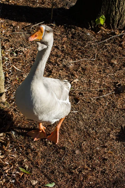 Plan Vertical Une Oie Grise Dans Une Ferme — Photo