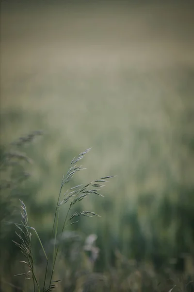畑で育った草本植物のクローズアップ — ストック写真