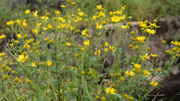 在一片开阔的田野中 在模糊的背景下 有选择地生长着黄色野花 — 图库照片