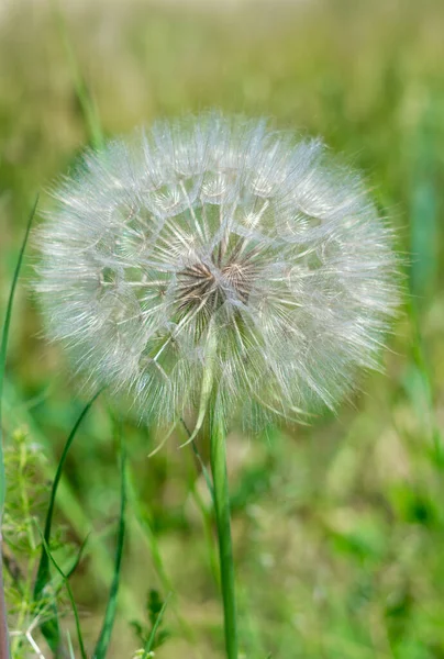 Disparo Vertical Diente León Campo Cubierto Vegetación Bajo Luz Del —  Fotos de Stock