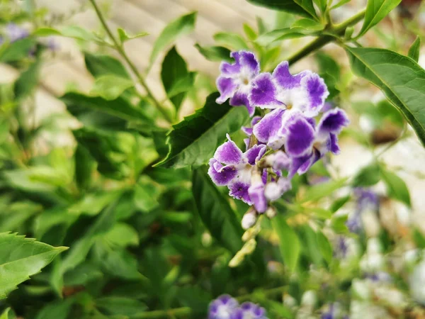 Nahaufnahme Einer Lila Duranta Blume Auf Verschwommenem Hintergrund — Stockfoto