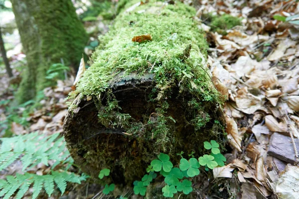 Detailní Záběr Lesní Krajiny Lesy Smaženými Listy Jasného Dne — Stock fotografie