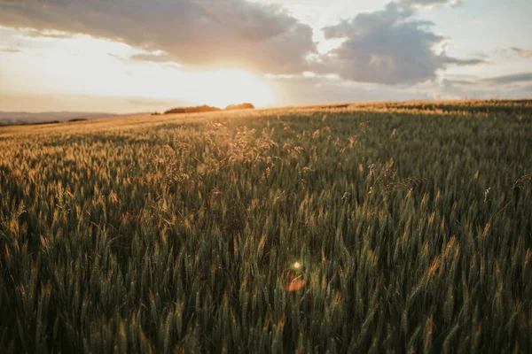 Gorgeous Sunset Scene Golden Sun Thick Field Wheat Cloudy Sky —  Fotos de Stock