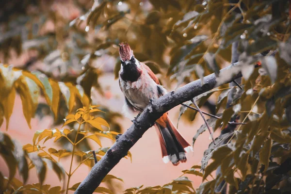 Гималайский Бульбуль Pycnonotus Cogenys Смотрящий Камеру — стоковое фото