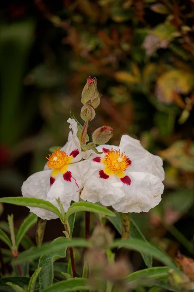 Vertical Shot Cistus Ladanifer More Commonly Known Gum Rockrose Flower — Stock Photo, Image