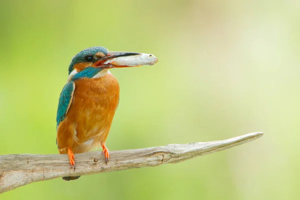 A selective focus shot of a common kingfisher bird perched on a branch and eating a fish