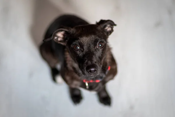 Colpo Angolo Alto Terrier Patterdale Nero — Foto Stock