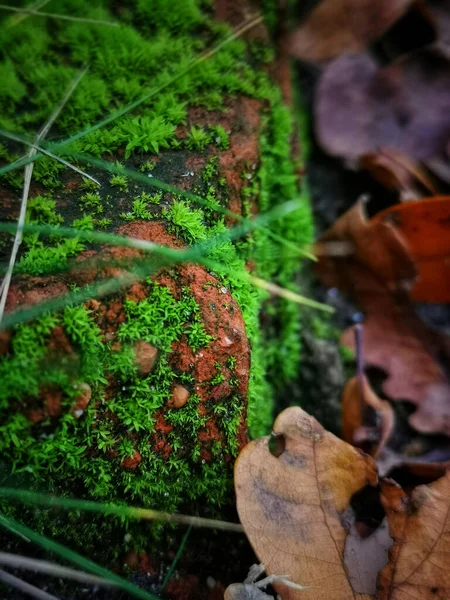 Неглубокий Снимок Скалы Покрытой Зеленым Мхом Окруженный Листьями — стоковое фото