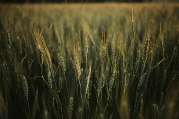 Розкішний Вид Товсте Поле Сільській Місцевості Квітами Пшениці Під Яскравим — стокове фото