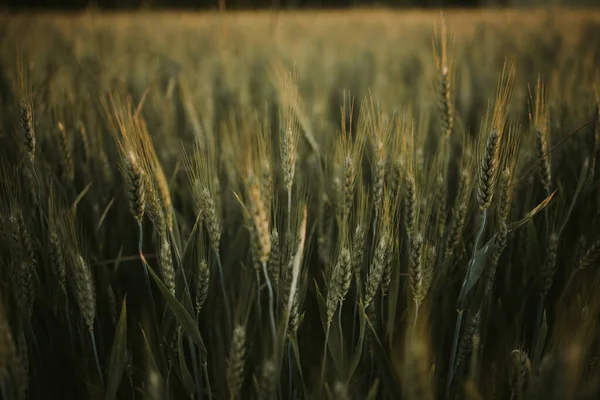 Gorgeous View Thick Field Countryside Flowers Wheat Bright Sunlight — Zdjęcie stockowe