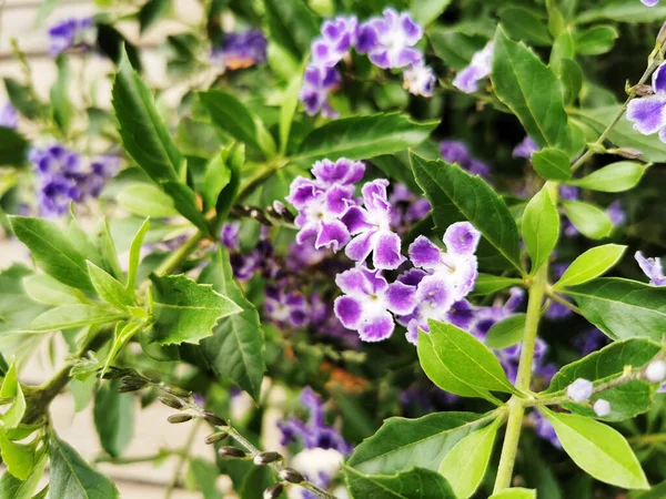 Closeup Shot Purple Duranta Flower Blurred Background — Stockfoto