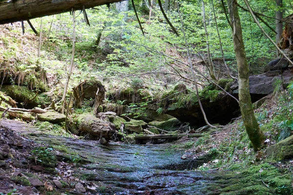 Gros Plan Paysage Forestier Avec Bois Des Roches Par Temps — Photo