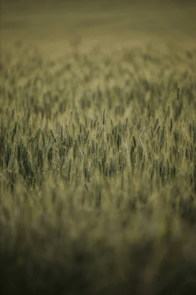 その上に輝く太陽の光と草の明るいフィールドの垂直選択的フォーカスショット — ストック写真