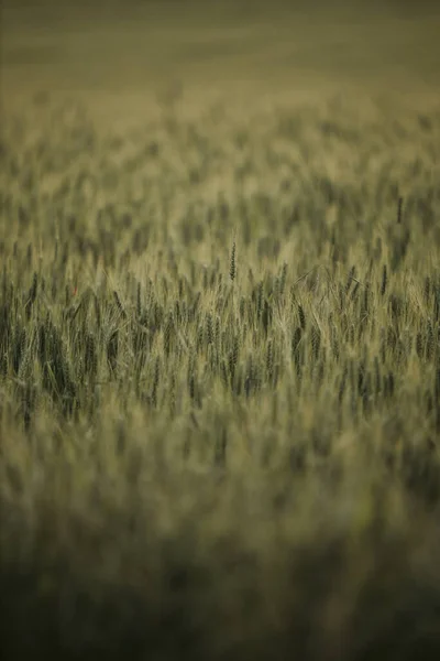 Vertical Selective Focus Shot Bright Field Grass Glowing Sunlight — Zdjęcie stockowe