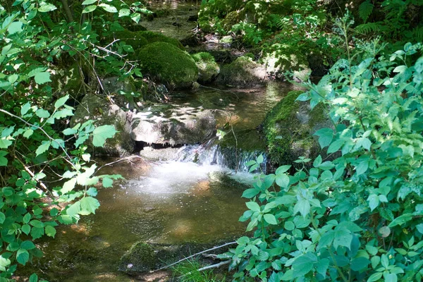 Río Que Fluye Medio Bosque Cubierto Vegetación Fresca Día Soleado —  Fotos de Stock