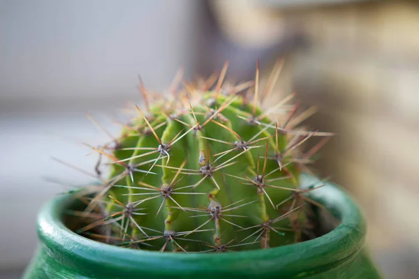 Focus Selettivo Cactus Piantato Una Pentola Uno Sfondo Sfocato — Foto Stock