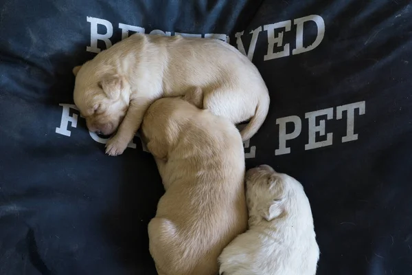 Top View Three Cute Newborn White Brown Puppies Sleeping Peacefully — Stockfoto